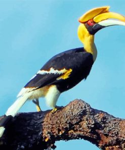 Great Pied Hornbill Paint By Numbers