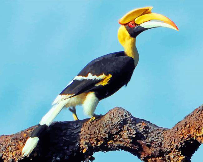 Finalizing Great Pied Hornbill artwork