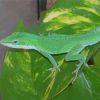 Green Anole Reptile Paint By Numbers
