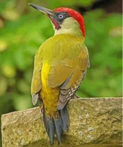 Green Woodpecker Bird Painting Kit Paint By Numbers
