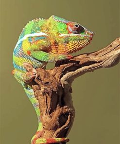 Colorful Chameleon Nature Paint By Numbers