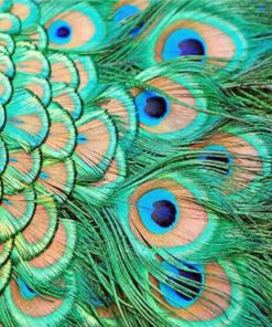 Peacock Feather Elegance Paint By Numbers