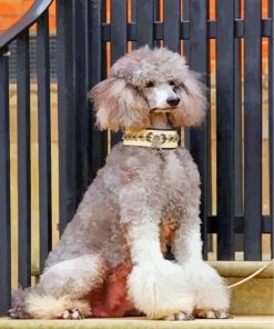 Grey Poodle Dog Paint By Numbers