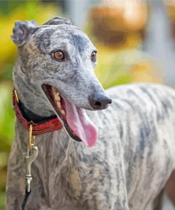 English Greyhound Paint By Numbers