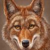 Happy Coyote Wildlife Paint By Numbers
