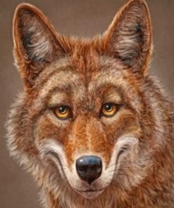 Happy Coyote Wildlife Paint By Numbers