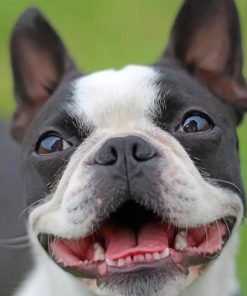 Happy Pet Dog Paint By Numbers