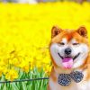 Shiba Inu Puppy Paint By Numbers