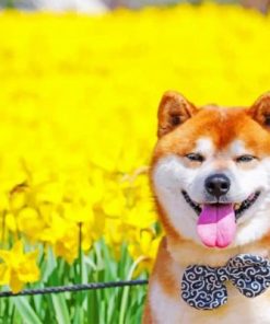 Shiba Inu Puppy Paint By Numbers