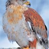 Majestic Hawk Birds Paint By Numbers