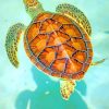 Hawksbill Turtle Beauty Paint By Numbers