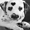 Heart Dalmatian Paint By Numbers