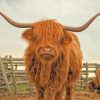 Highland Cow Beauty Paint By Numbers