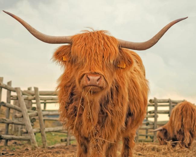 Finalizing Highland Cow Beauty artwork