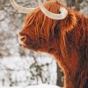 Highland Cow Winter Scene Paint By Numbers