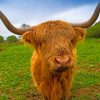 Brown Highland Cattle Paint By Numbers