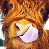 Highland Cow Paint By Numbers