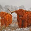 Highland Cow Winter Scene Paint By Numbers