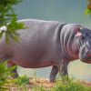 Hippopotamus Wildlife Paint By Numbers