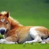 Foal Delight Paint By Numbers
