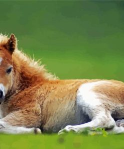 Foal Delight Paint By Numbers