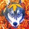 Autumn Husky Paint By Numbers