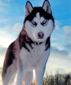 Husky in Winter Scene Paint By Numbers