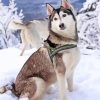 Majestic Husky Siberiano Paint By Numbers