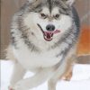 Husky Winter Scene Paint By Numbers