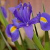 Purple Iris Plant Paint By Numbers