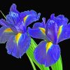 Irises Botanical Masterpiece Paint By Numbers