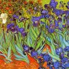 Van Gogh Irises Paint By Numbers