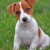 Jack Russell Terrier Puppy Paint By Numbers