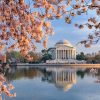 Cherry Blossoms at Jefferson Memorial Paint By Numbers