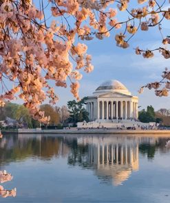 Cherry Blossoms at Jefferson Memorial Paint By Numbers