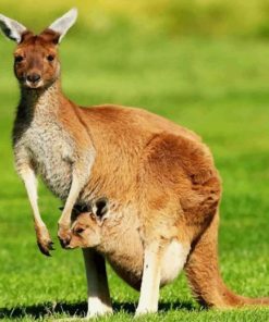 Kangaroo with Baby Wildlife Paint By Numbers