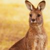 Kangaroo Australian Animal Paint By Numbers
