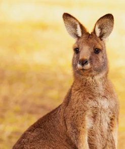 Kangaroo Australian Animal Paint By Numbers