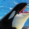 Killer Whale Animal Paint By Numbers
