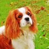 King Charles Cavalier Puppy Paint By Numbers
