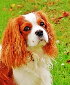 King Charles Cavalier Puppy Paint By Numbers