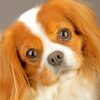 King Charles Spaniel Puppy Paint By Numbers