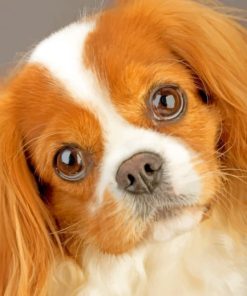 King Charles Spaniel Puppy Paint By Numbers