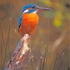 Colorful Kingfisher Birds Paint By Numbers