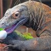Komodo Dragon Reptile Paint By Numbers