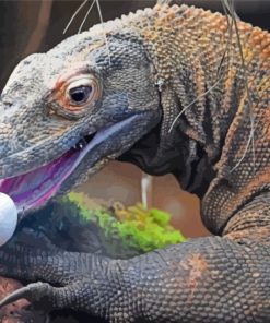 Komodo Dragon Reptile Paint By Numbers