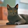 Korat Grey Cat Paint By Numbers