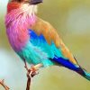 Colorful Lilac-breasted Roller Bird Paint By Numbers