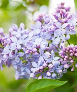 Lilac Blooms Paint By Numbers