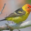 Western Tanager Birds Paint By Numbers